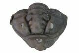 Wide Enrolled Flexicalymene Trilobite - Mt Orab, Ohio #144488-1